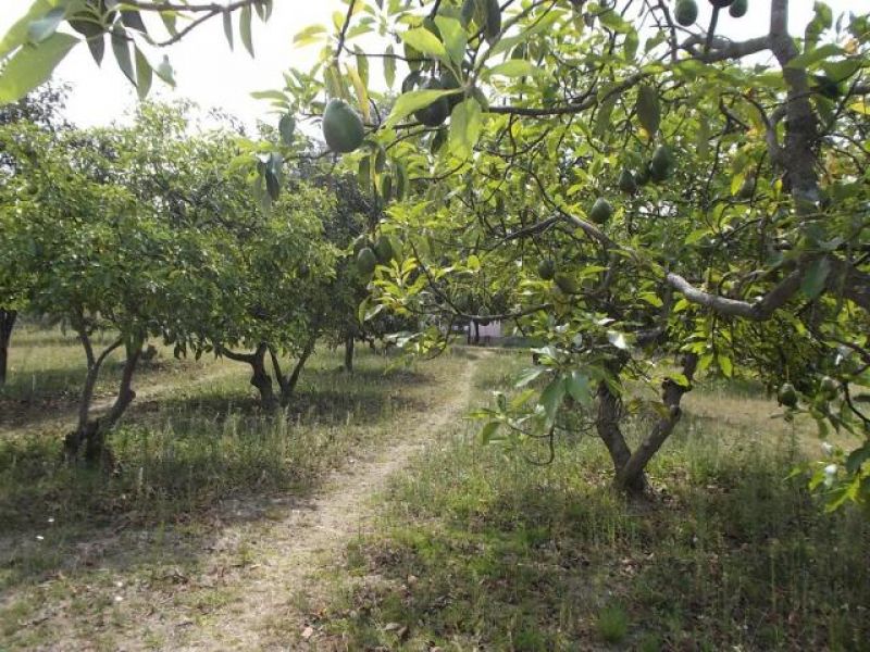 Casas en Nepantla de Sor Juana Inés