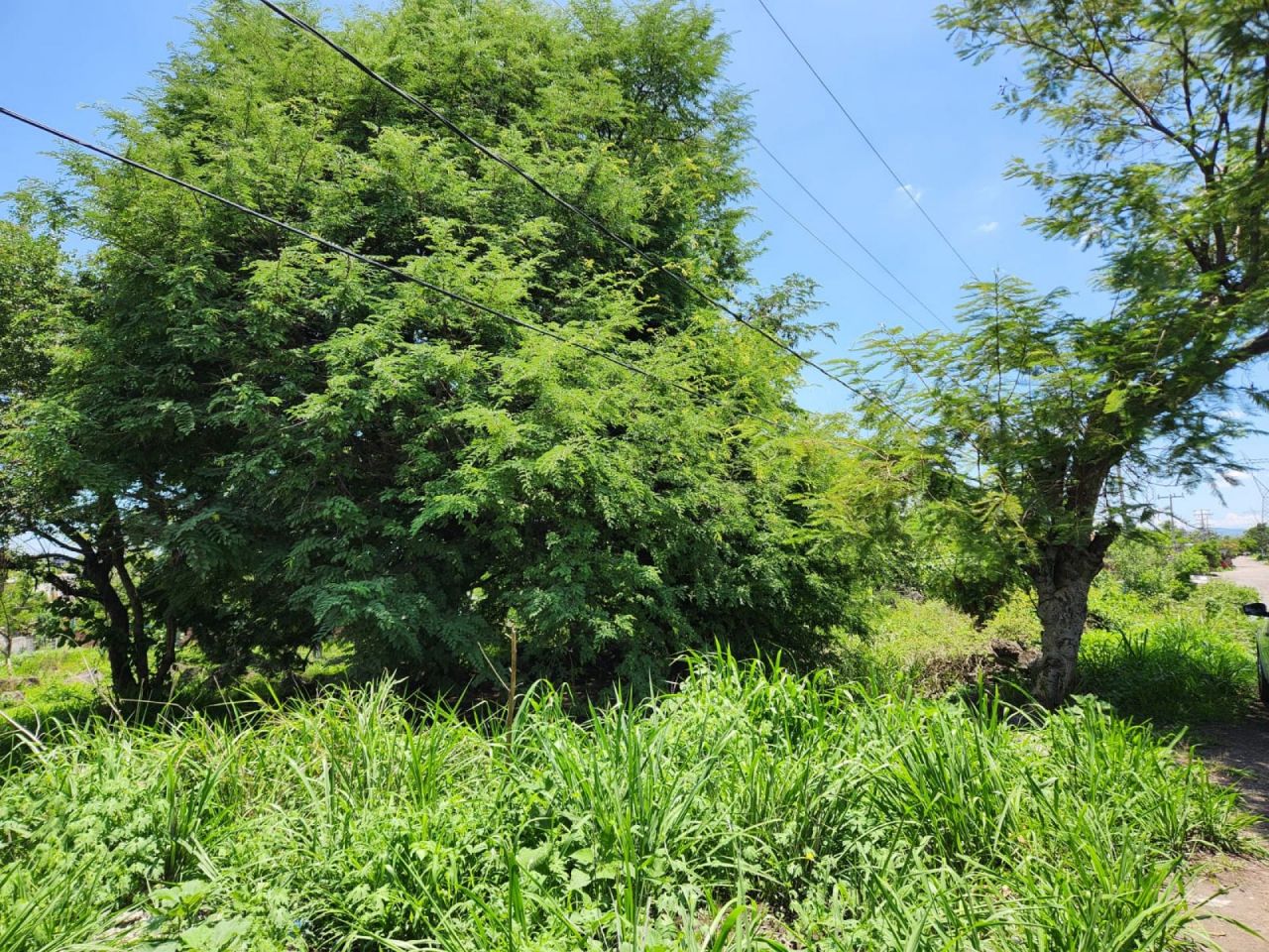 Terrenos en Narciso Mendoza