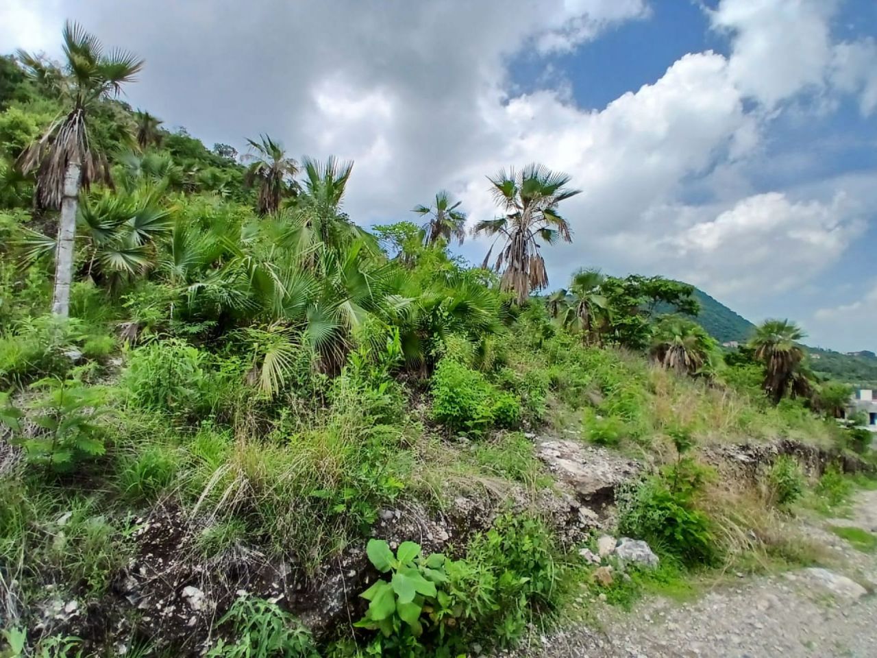 Terrenos en Loma Bonita