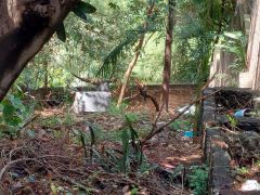 {"esp":"Fondo del terreno con barda.","ing":""}